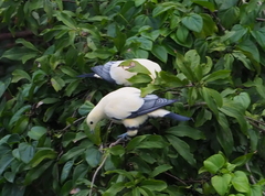 Ducula luctuosa