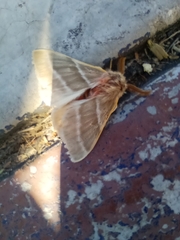 Hemileuca rubridorsa