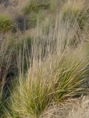 Ampelodesmos mauritanicus