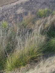 Ampelodesmos mauritanicus