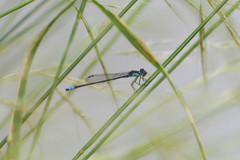 Cyanallagma bonariense
