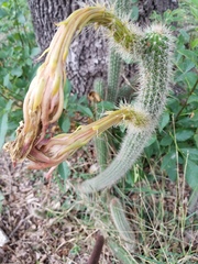 Nyctocereus serpentinus