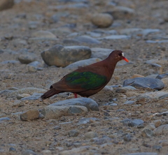 Chalcophaps stephani