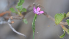 Velezia quadridentata