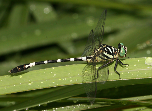 Anisogomphus yingsaki