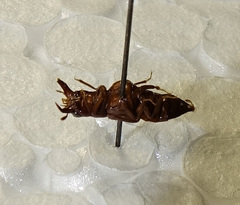 Oxyporus mannerheimii