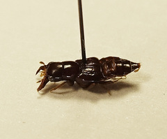 Oxyporus mannerheimii