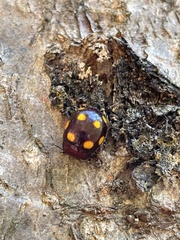Chrysolina clarki