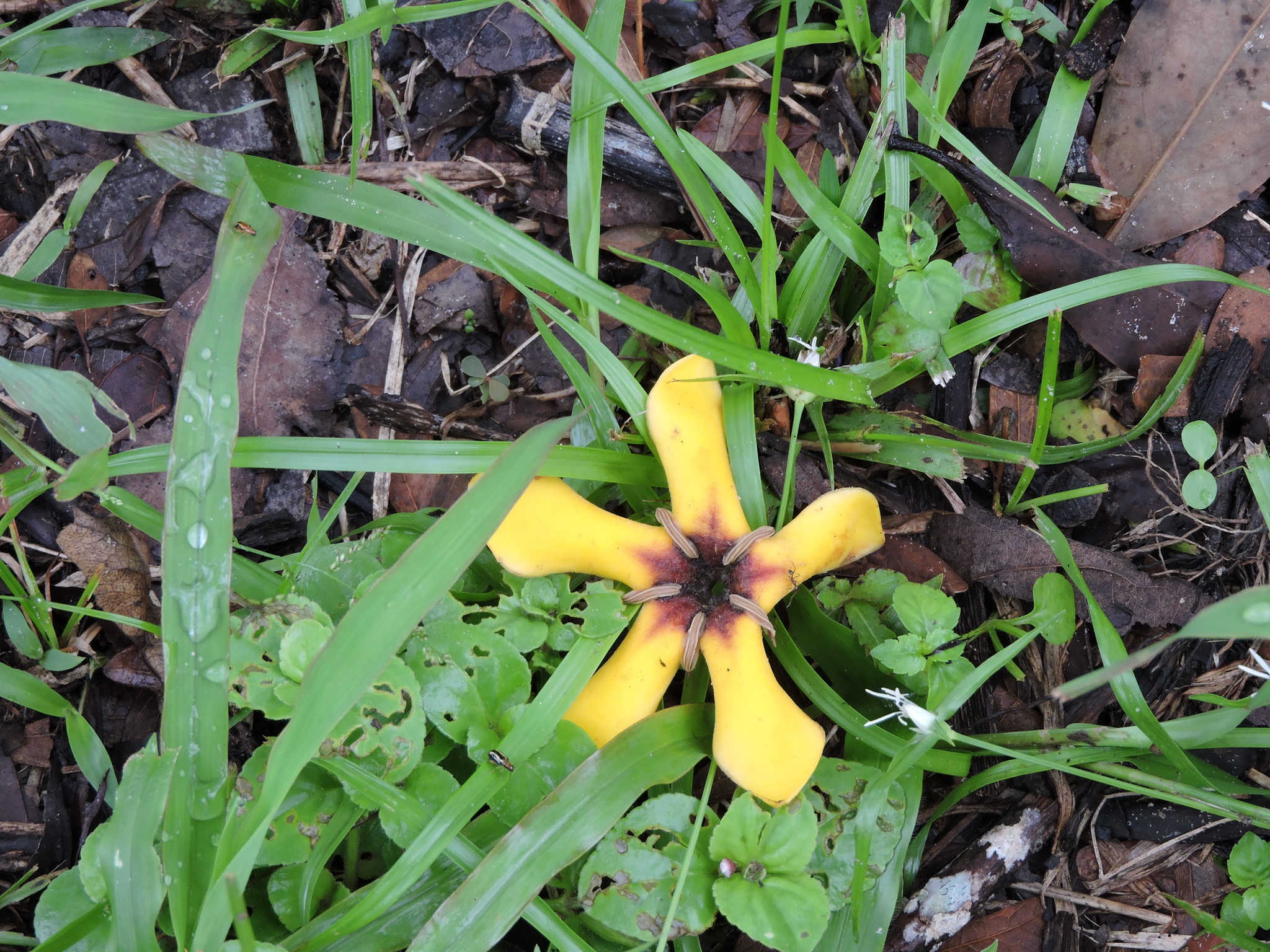 Genipa americana