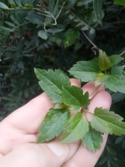 Clematis cirrhosa image