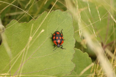 Stiretrus decastigmus