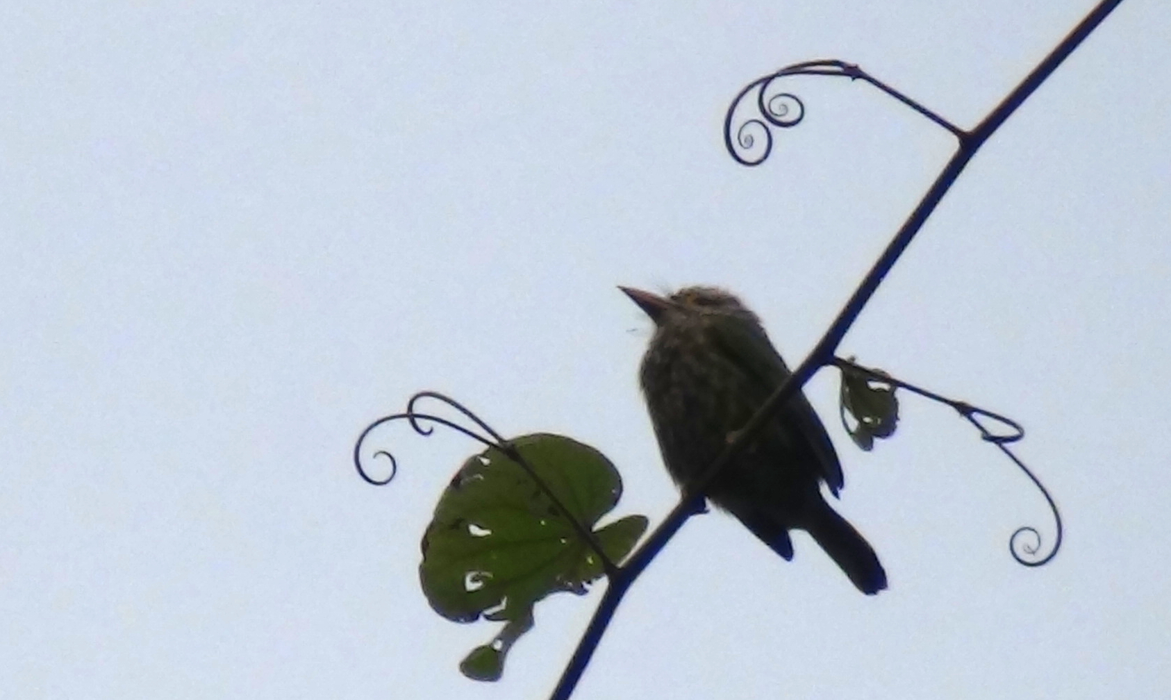 Lineated Barbet