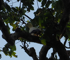 Ducula subflavescens