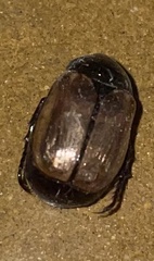 Anomala testaceipennis
