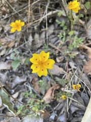 Bidens ocellata