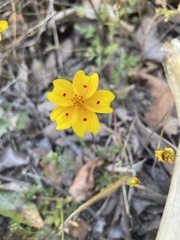 Bidens ocellata