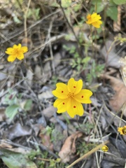 Bidens ocellata
