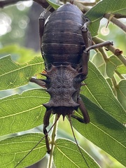 Enyaliopsis