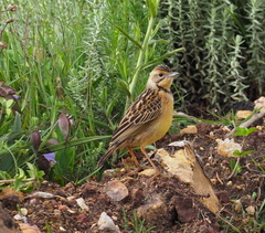 Macronyx fuelleborni