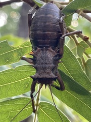 Enyaliopsis