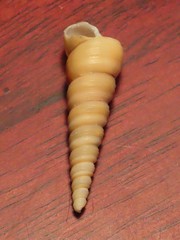 Turritella acropora