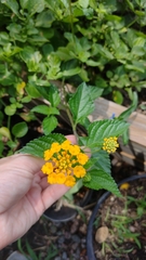 Lantana