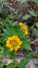 Lantana
