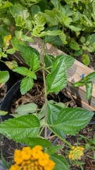 Lantana