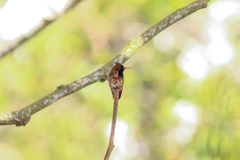 Lophornis helenae image
