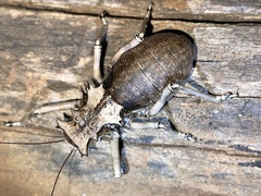 Enyaliopsis
