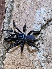 Heligmomerus
