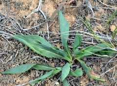 Pelargonium radicatum