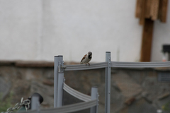 Passer domesticus