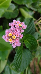 Lantana camara