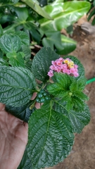 Lantana camara