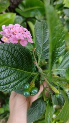 Lantana camara