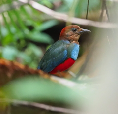 Erythropitta rufiventris