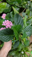 Lantana camara