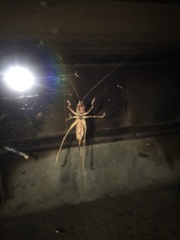 Parasubria vittipes