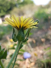 Helminthotheca echioides