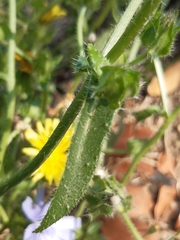 Helminthotheca echioides