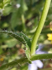 Helminthotheca echioides