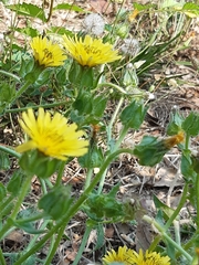 Helminthotheca echioides