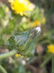 Helminthotheca echioides