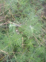 Ambrosia tenuifolia