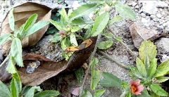 Dysdercus