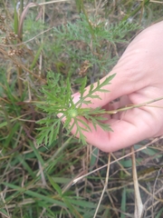 Ambrosia tenuifolia