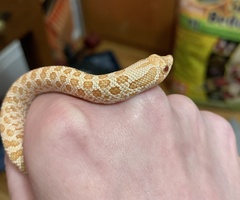 Heterodon
