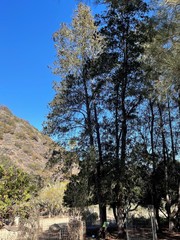Lyonothamnus floribundus floribundus