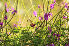 Microchera albocoronata